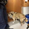 Polizei greift vermutlich ausgesetzten Hund auf