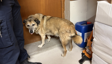 Polizei greift vermutlich ausgesetzten Hund auf
