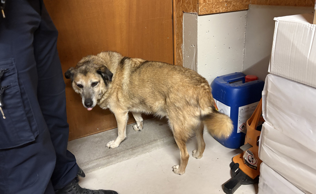 Polizei greift vermutlich ausgesetzten Hund auf