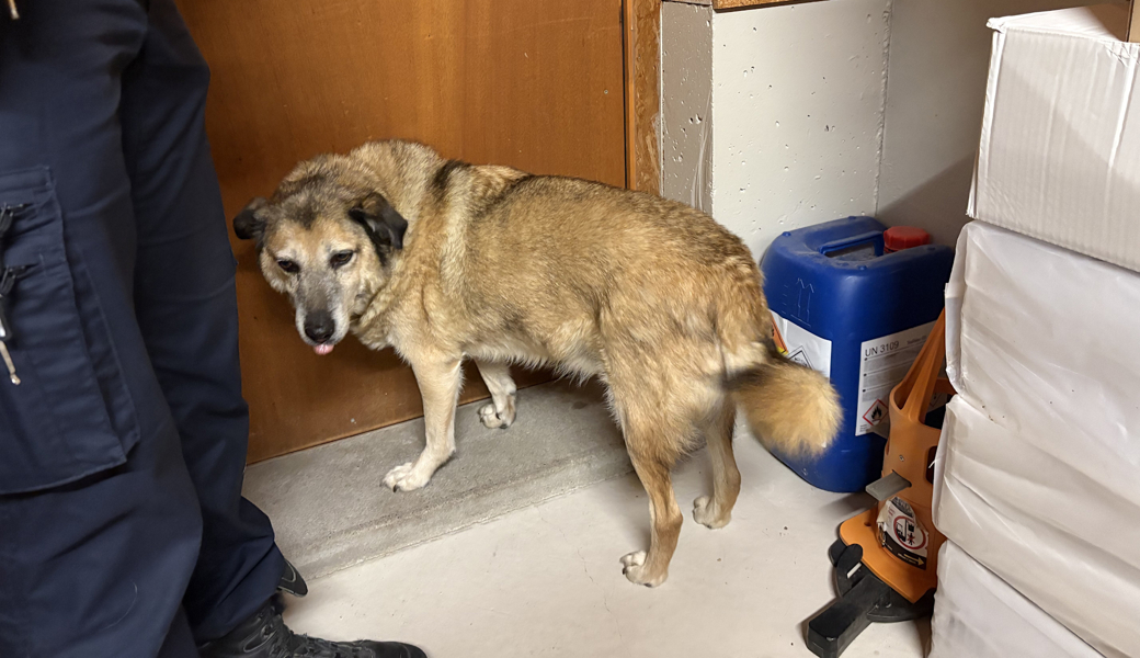 Der im Gebiet Bleichenbach ausserhalb von Bernhardzell gefundene Hund.