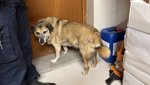 Polizei greift vermutlich ausgesetzten Hund auf