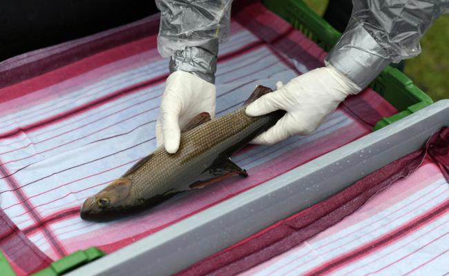 Gegen die Natur sind die Fischer machtlos