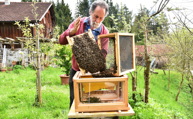 Im Werdenberg summt es: Eine schöne und arbeitsreiche Zeit