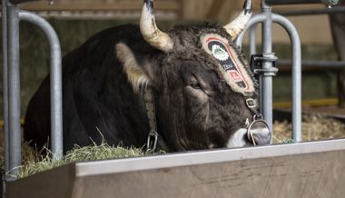 Diese kuriosen Preise gibt es für die Schwinger am Eidgenössischen zu gewinnen