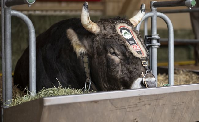 Diese kuriosen Preise gibt es für die Schwinger am Eidgenössischen zu gewinnen