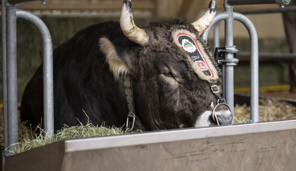 Siegermuni Zibu hat einen Gegenwert von rund 30'000 Franken.