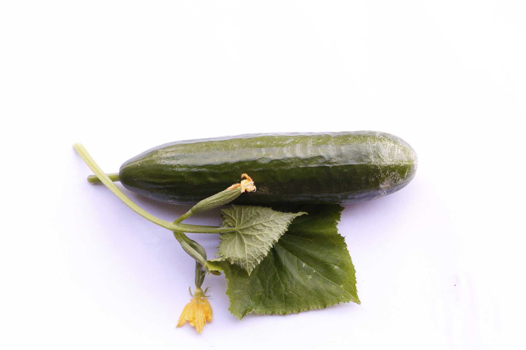 Wasser marsch, aber richtig: Pflanzen brauchen im Sommer grosse Mengen