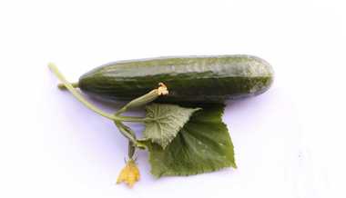 Wasser marsch, aber richtig: Pflanzen brauchen im Sommer grosse Mengen