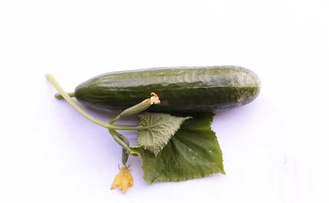 Wasser marsch, aber richtig: Pflanzen brauchen im Sommer grosse Mengen