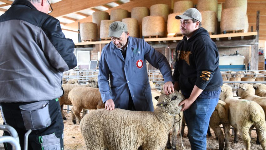  Experte Martin Keller (Mitte) beurteilte jedes Schaf.