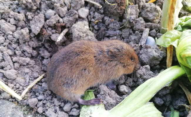 Nützlinge oder Plage? Warum Mäuse wertvoll und schädlich zugleich sind