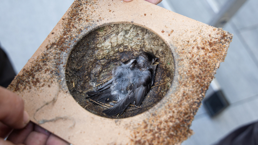In einzelnen Nestern fand man bedauerlicherweise tote Jungvögel vom letzten Jahr.