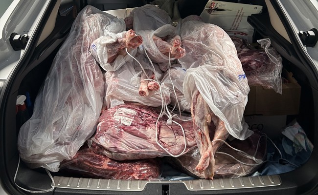 Über 300 Kilogramm ungekühltes Schmuggel-Fleisch: Zoll findet Tierkörper in Kofferraum