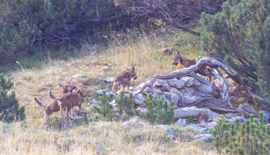 Nachwuchs des Wolfspaars in Liechtenstein bestätigt