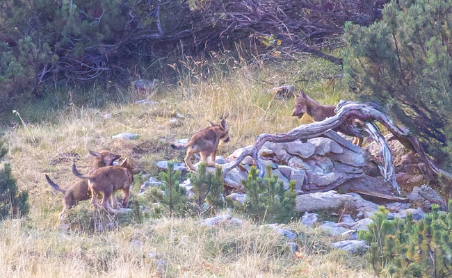 Nachwuchs des Wolfspaars in Liechtenstein bestätigt
