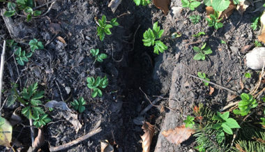 Dreiste Hobby-Archäologen gefährden mit Grabungen Kulturgüter