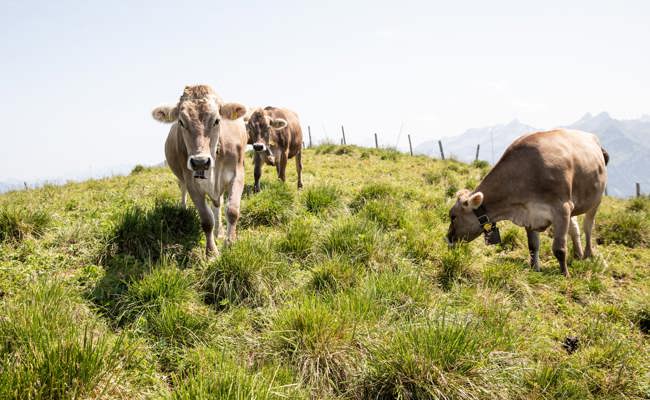 2022 mussten Armee-Helikopter Wasser auf die Alpen fliegen – jetzt macht die Nässe Sorgen