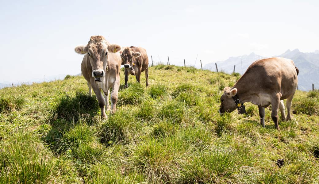 Diesen Sommer dürften sie keinen Durst leiden: Kühe auf einer Alp in Niederbauen NW. 