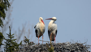 Naturbeobachtungen in der Region: Viele Vögel spüren bereits den Frühling