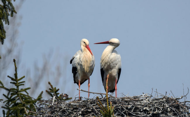 Naturbeobachtungen in der Region: Viele Vögel spüren bereits den Frühling