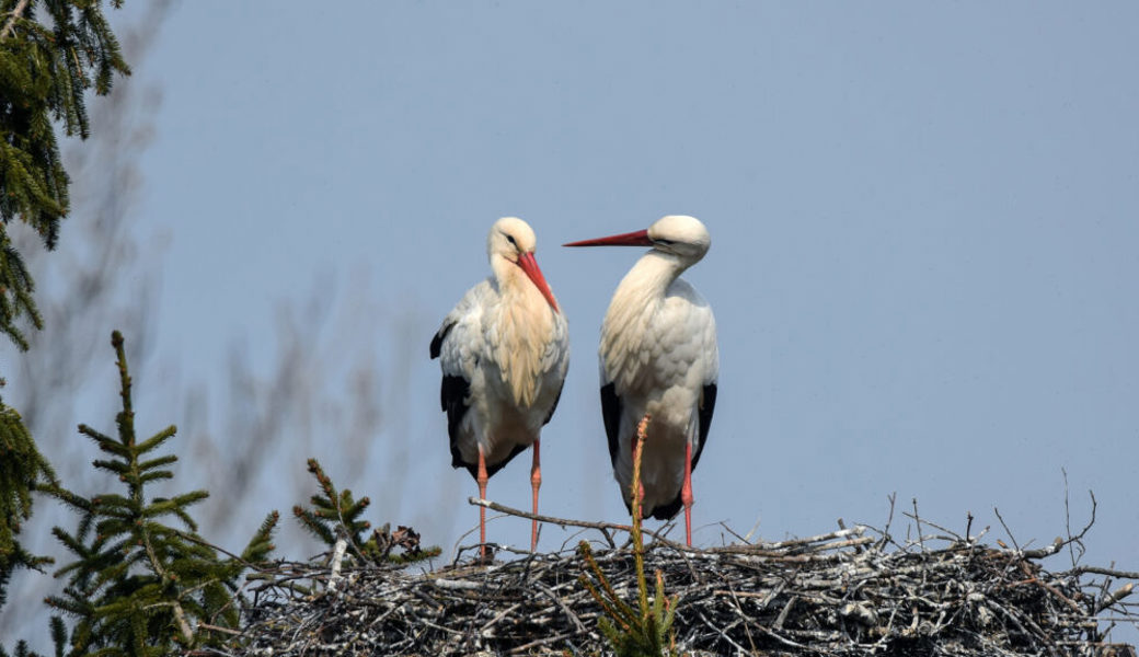  Ein Storchenpaar besetzt sein altes Nest. 