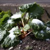 Gartentipp: Pflegeleichter Lustigmacher