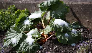Gartentipp: Pflegeleichter Lustigmacher