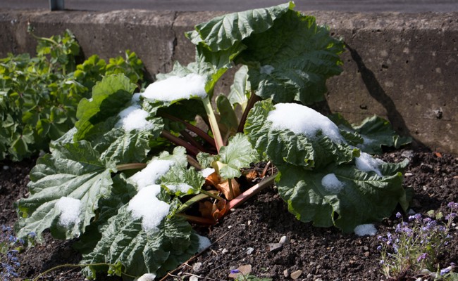 Gartentipp: Pflegeleichter Lustigmacher