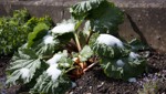Gartentipp: Pflegeleichter Lustigmacher