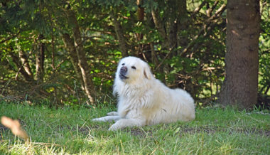 Für ihre Freunde, die Schafe, geben die Herdenschutzhunde Sun und Bexter alles