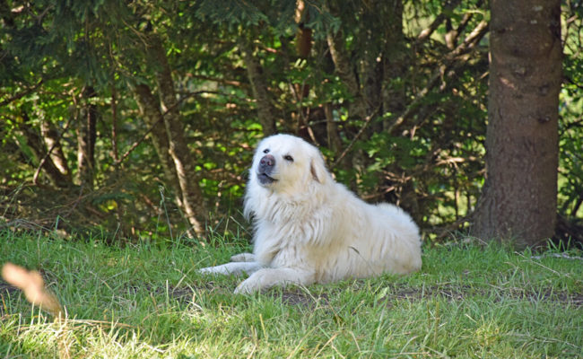 Für ihre Freunde, die Schafe, geben die Herdenschutzhunde Sun und Bexter alles