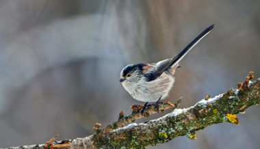 Naturbeobachtungen: Trupps von geselligen Schwanzmeisen wärmen sich in der Nacht