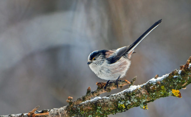 Naturbeobachtungen: Trupps von geselligen Schwanzmeisen wärmen sich in der Nacht