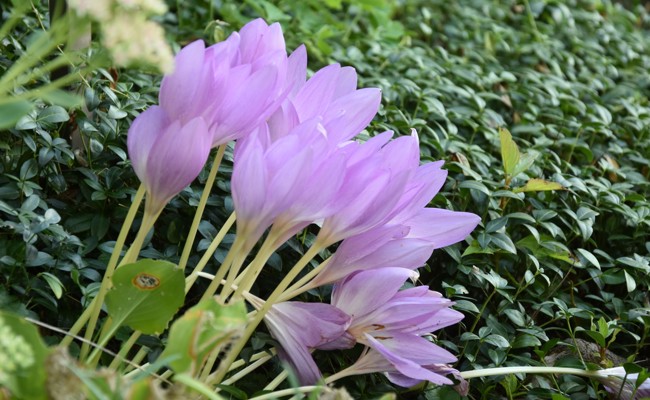 Gartentipp: Elfen über der Rietwiese