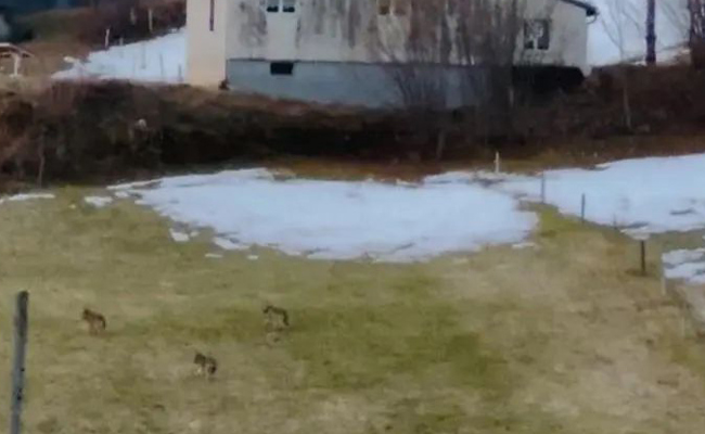 Drei Wölfe in Nesslau gesichtet – Obertoggenburger SVP-Kantonsräte fordern Abschuss