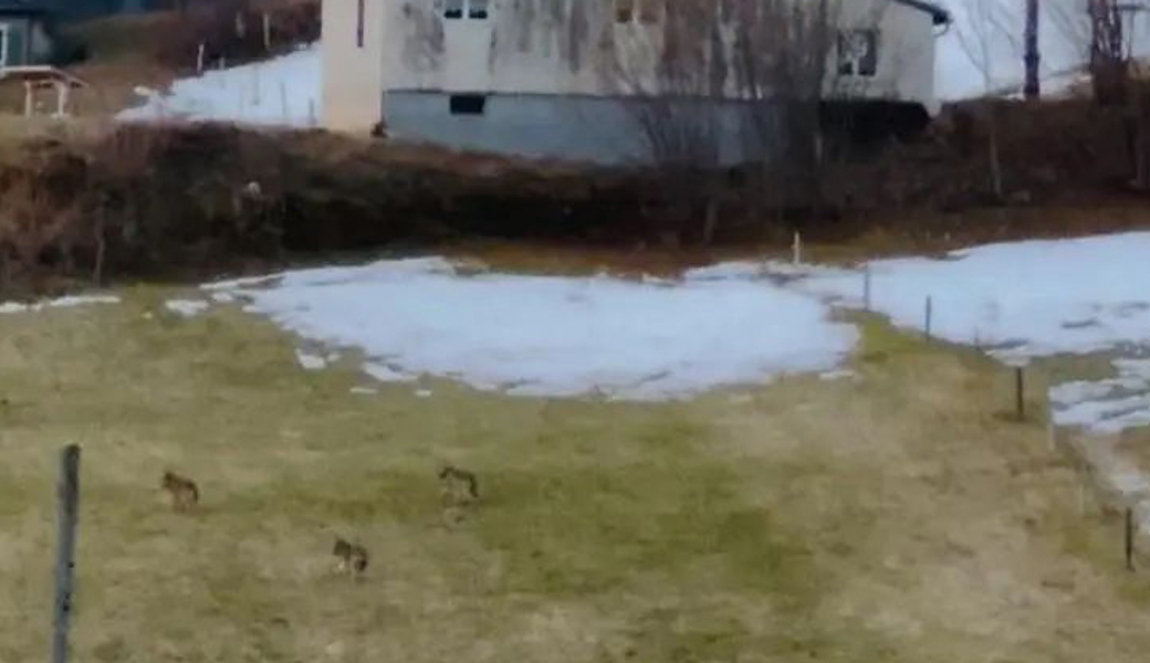 Diese drei Wölfe wurden in der Nesslauer Laad gesichtet. 