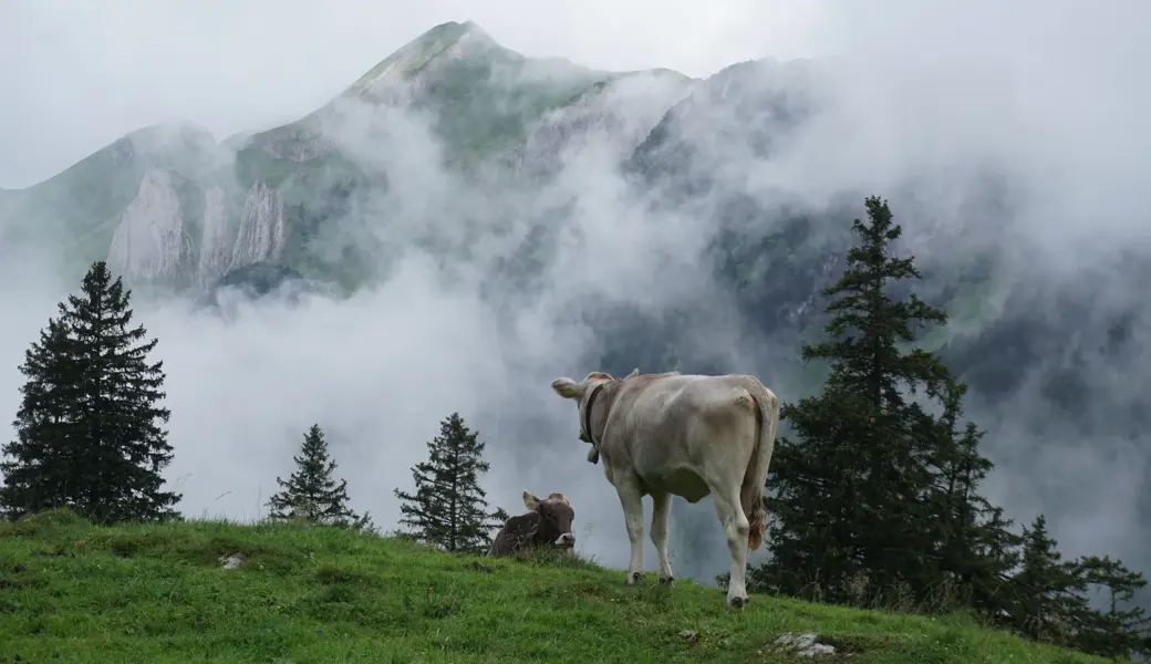 «Das letzte Mittel»: Kanton räumt zwei Toggenburger Bauern den Hof – hundert Rinder versteigert