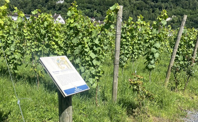 Weinlehrpfad Herawingert: Eine Reise durch die Welt des Weins