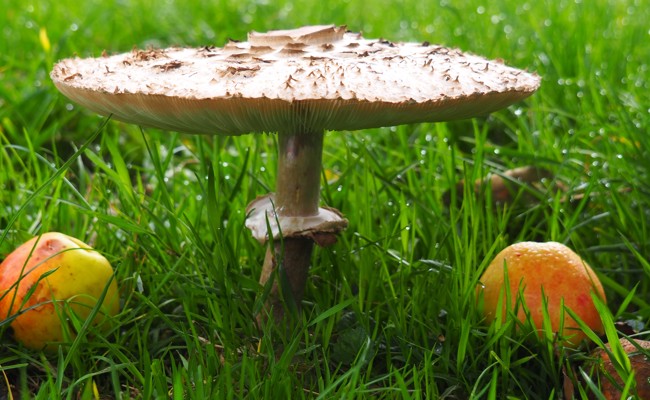 «Erst jetzt im Oktober sind sie zum Teil sogar explodiert» - Spezielles Jahr für Pilzvereine