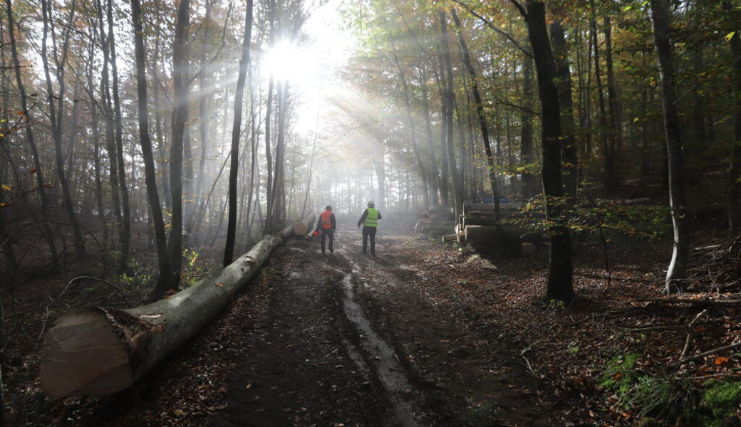  Förster und Bauherr wählen aus, welche Bäume für ein von «CO2Park» gefördertes Bauvorhaben geschlagen werden. 