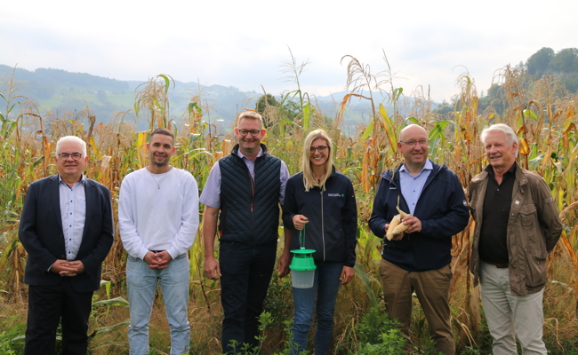 Der Ribelmais-Anbau im steten Wandel