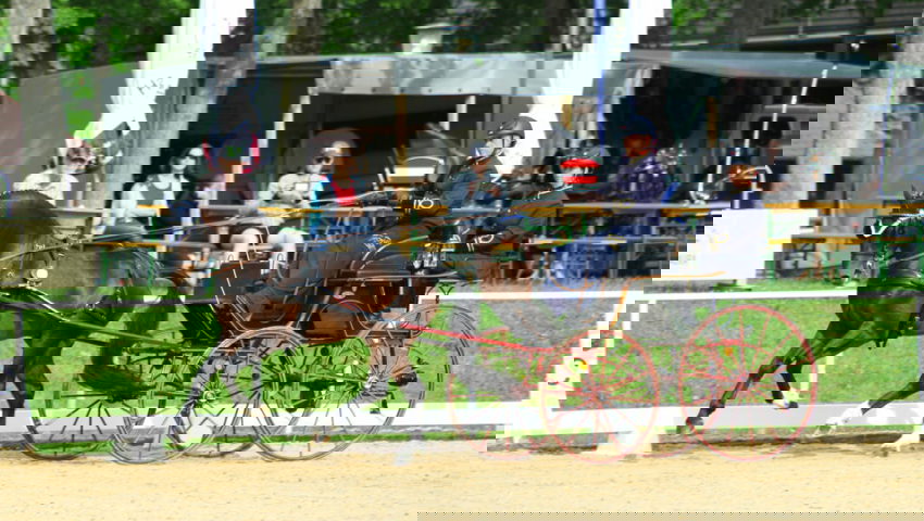  Der siebenjährige Envol gewann die Prüfung der Jungpferde. 