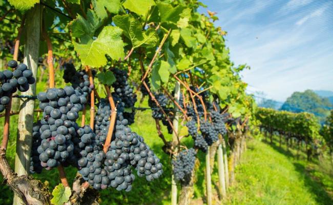 Bio-Weinbauring tauscht sich über Pflanzenschutz und neue Rebsorten aus