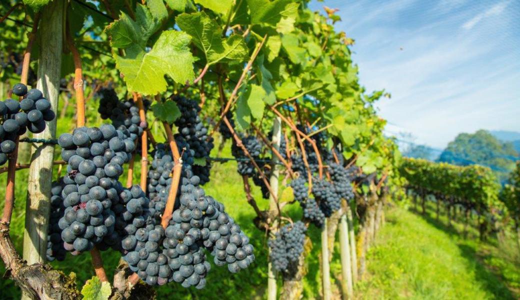 Bio-Weinbauring tauscht sich über Pflanzenschutz und neue Rebsorten aus