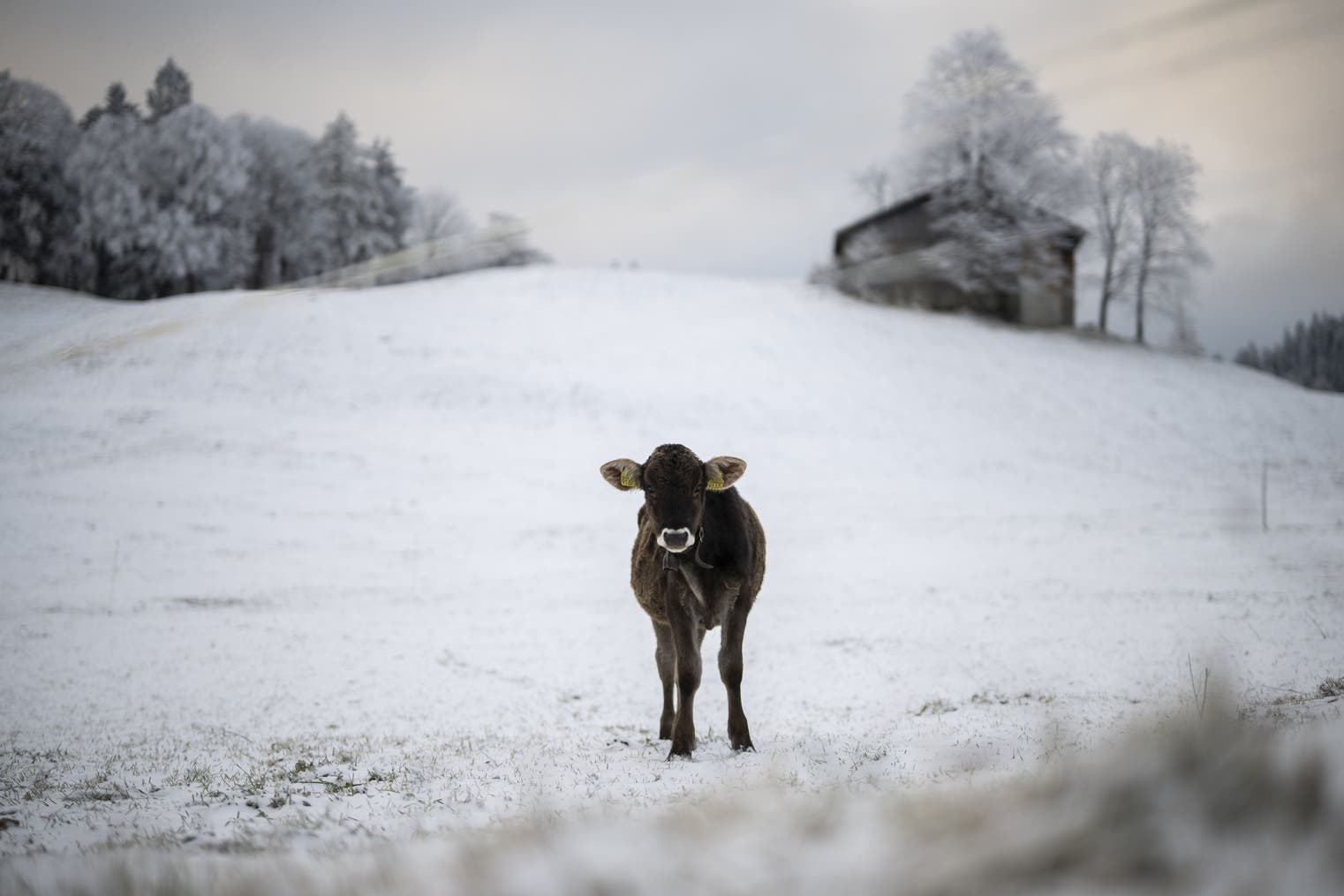 Neuschnee wird erwartet: So gehen Nutztiere mit dem Wintereinbruch um
