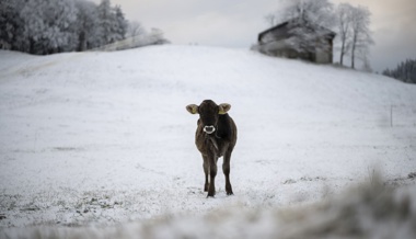 Neuschnee wird erwartet: So gehen Nutztiere mit dem Wintereinbruch um