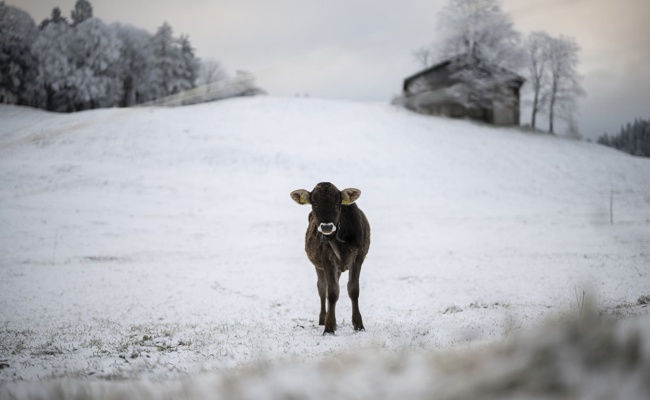 Neuschnee wird erwartet: So gehen Nutztiere mit dem Wintereinbruch um