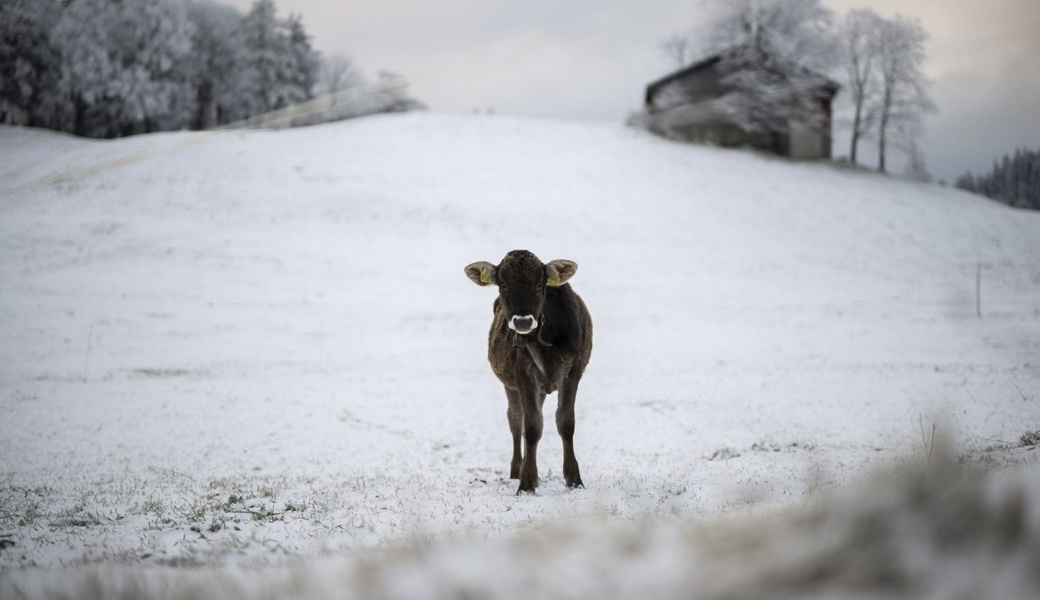 Wie kommen Kühe und Rinder mit dem Wintereinbruch zurecht? Aufgenommen am Donnerstag, 14. November 2024, in St.Margrethenberg. 