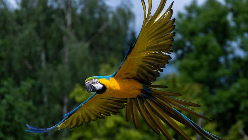 Die Bevölkerung im Toggenburg meldet dem Zirkus Maramber ein- bis zweimal im Monat die Sichtung von Gelbbrustaras.