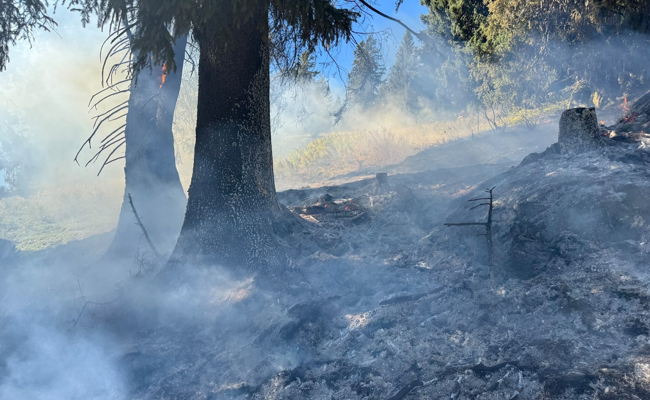 Es schwelte im Boden: Feuerwehr musste zu Waldbrand ausrücken